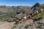 Domenica 17 luglio 2016 – P.zi Becco e Farno - FOTOGALLERY